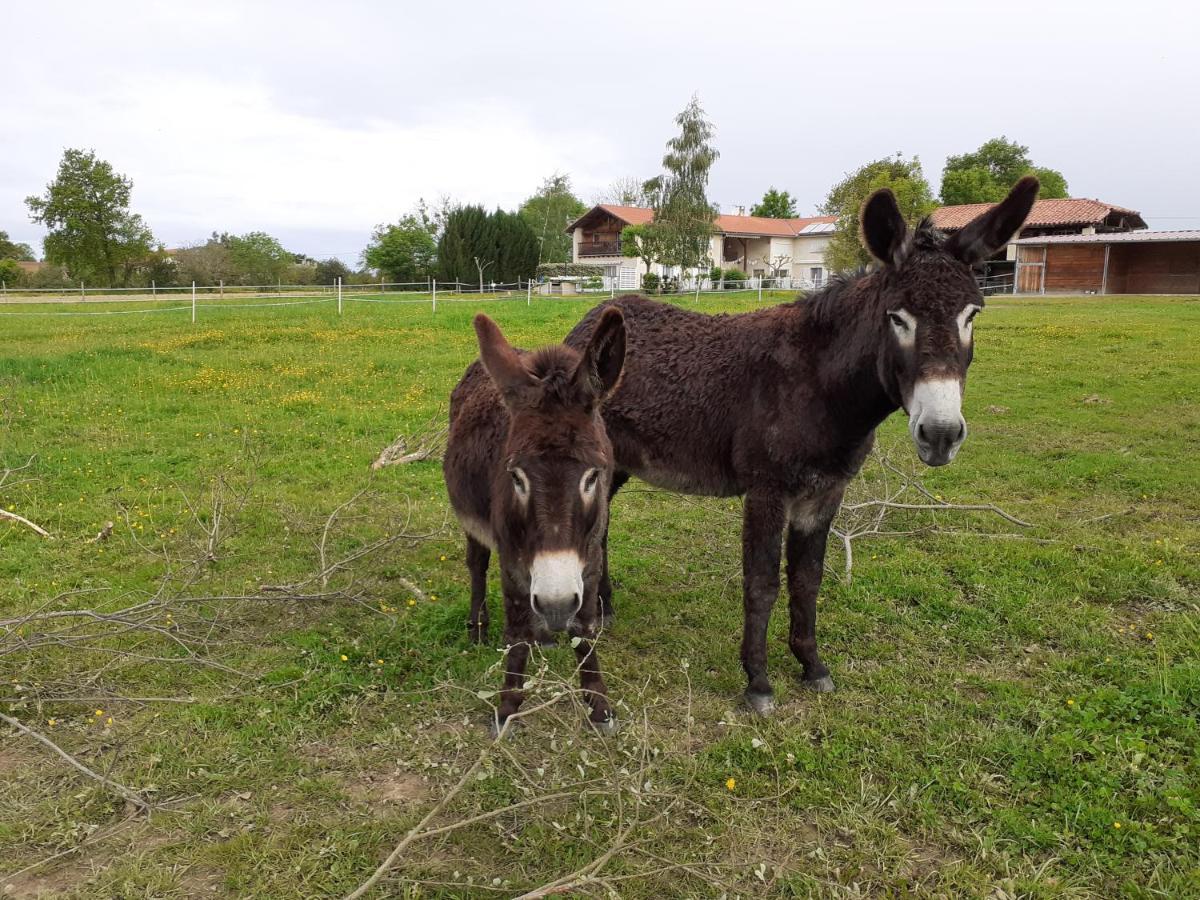 Gite En Comminges Franquevielle Exteriér fotografie